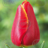 Hectarul - Bulbi de lalea Laura Fygi, 5 bulbi